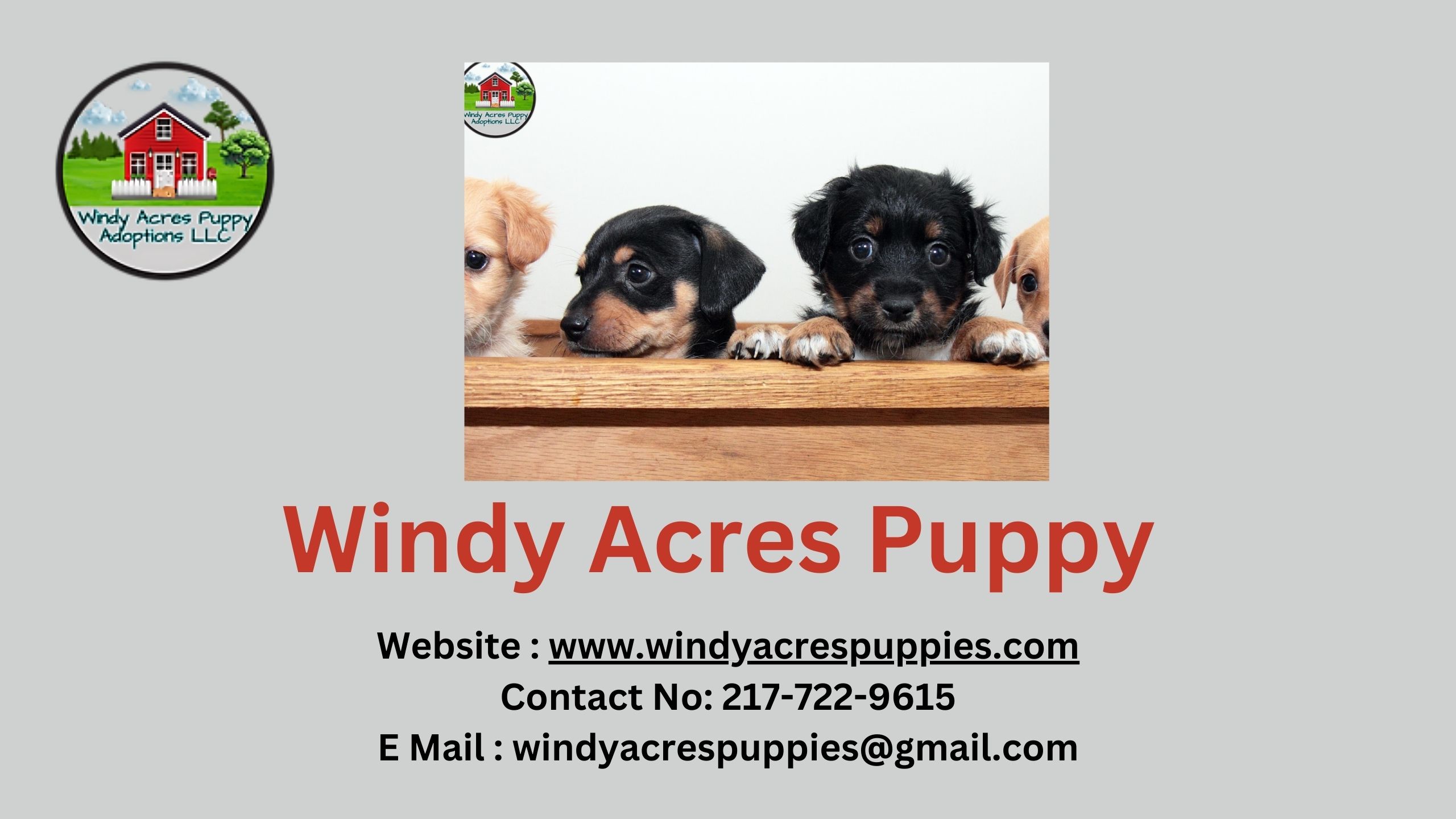 Adorable Toy Poodles For Sale – Find Your New Best Friend Today!